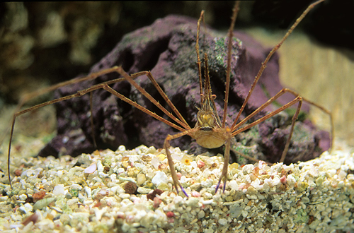 picture of Arrow Crab Med                                                                                       Stenorhynchus seticornis