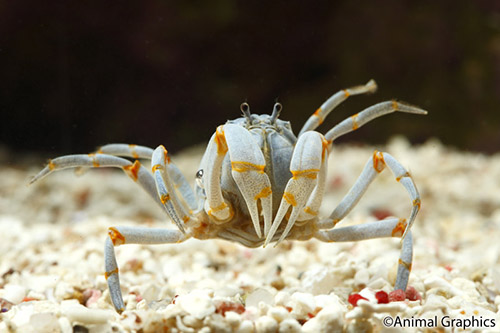 picture of Blue Fiddler Crab Lrg                                                                                Uca sp.