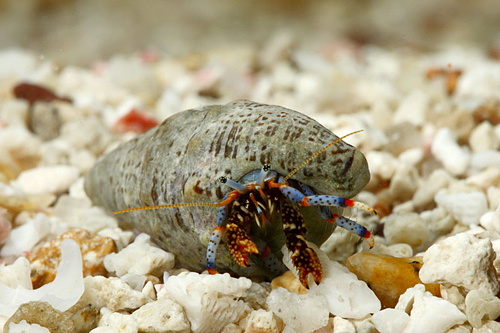 picture of Blue Leg Hermit Crab Sml                                                                             Clibanarius tricolor