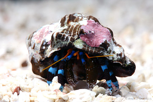 picture of Electric Blue Hermit Crab Med                                                                        Calcinus elegans