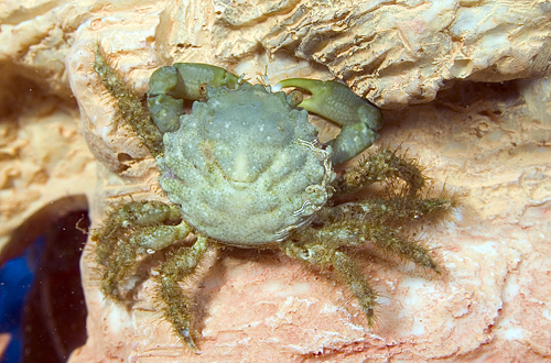 picture of Emerald Crab Med                                                                                     Mithrax sculptus