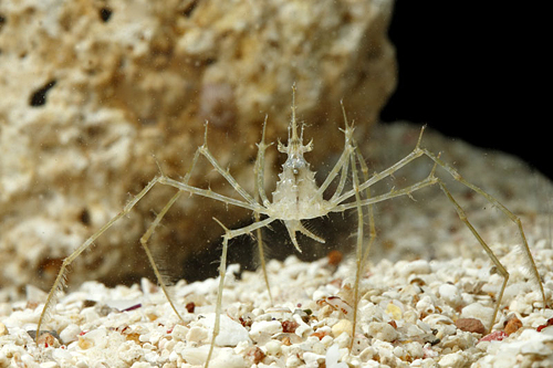 picture of Frilly Arrow Crab Lrg                                                                                Stenorhynchus seticornis