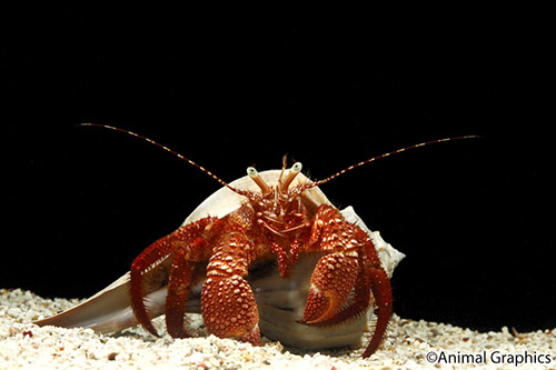 picture of Hermit Crab Shw                                                                                      Dardanus sp.