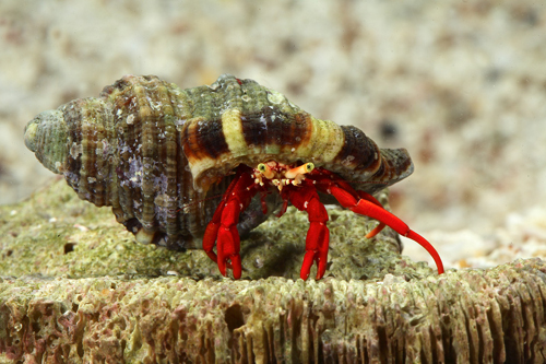 picture of Scarlet Reef Hermit Crab Lrg                                                                         Paguristes cadenati