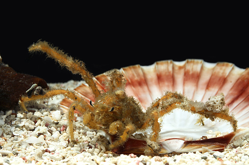 picture of Spider Crab Sml                                                                                      Camposcia retusa