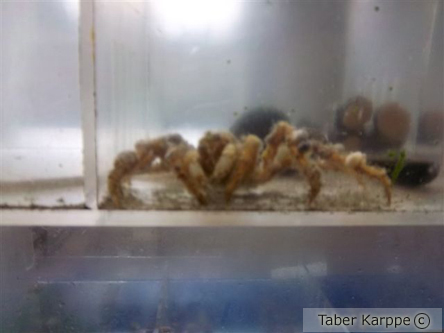 picture of Spider Crab Med                                                                                      Camposcia retusa