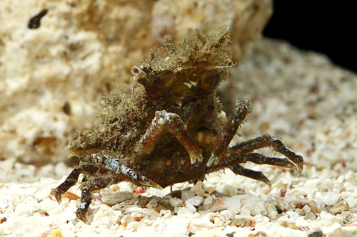 picture of Sponge Crab Sml                                                                                      Dormia personata