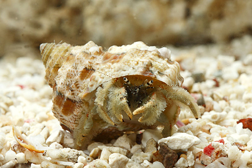 picture of Thin Stripe Hermit Crab Med                                                                          Clibanarius vittatus