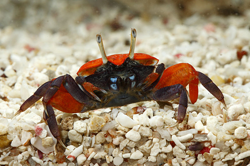 picture of Red Fiddler Crab Med                                                                                 Uca sp.