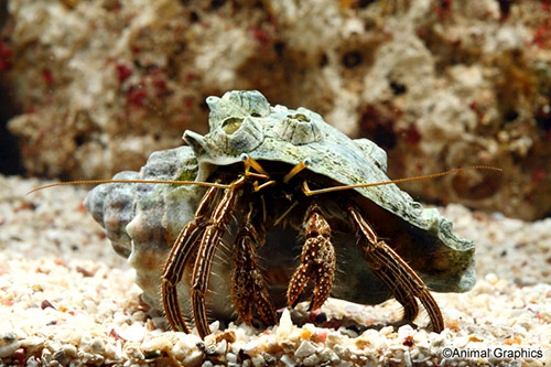 picture of Green Stripe Hermit Crab Sml                                                                         Clibanarius vittatus