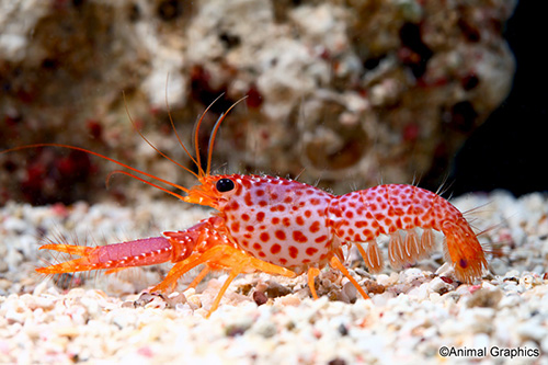picture of Purple Reef Lobster Med                                                                              Enoplametopus debellus