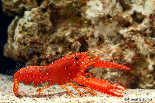 picture of Red Reef Lobster Med                                                                                 Enoplometopus occidentalis