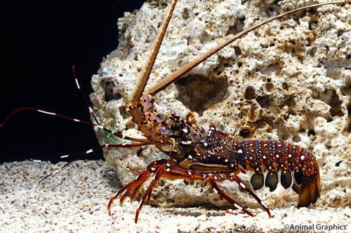 picture of Pronghorn Spiny Lobster Sml                                                                          Panulirus pencillatus