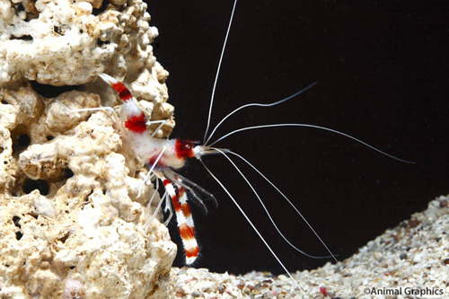 picture of Banded Coral Shrimp Med                                                                              Stenopus hispidus