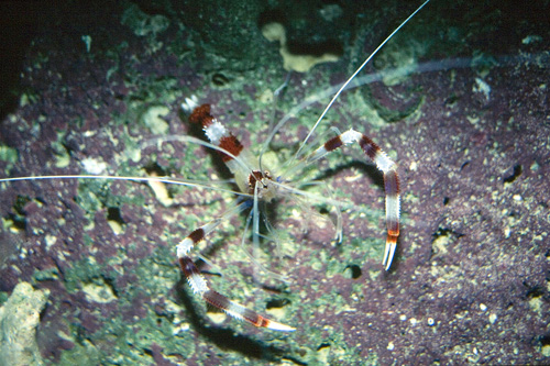 picture of Banded Coral Shrimp Lrg                                                                              Stenopus hispidus