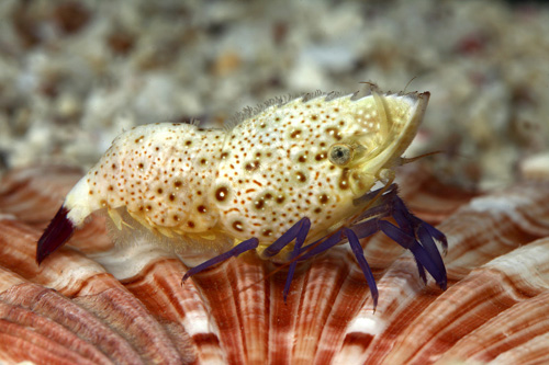 picture of Buffalo Shrimp Lrg                                                                                   Saron rectirostris