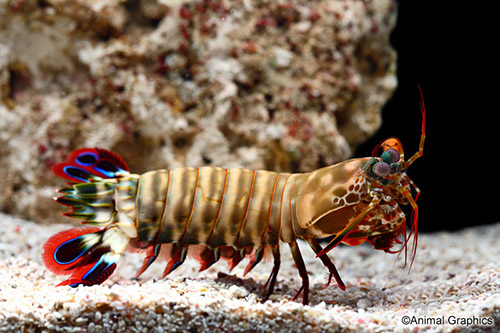 picture of Colored Mantis Shrimp Med                                                                            Squilla sp.