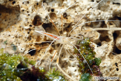 picture of Ghost Cave Shrimp Sml                                                                                Stenopus pyrsonotus