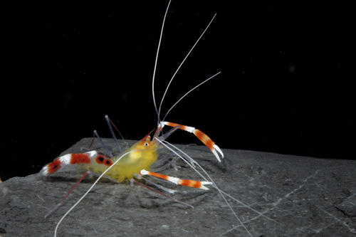 picture of Gold Coral Banded Shrimp Med                                                                         Stenopus zanzibaricus