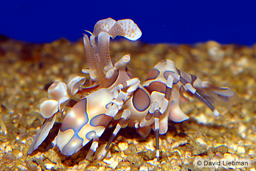 picture of Harlequin Shrimp Sml                                                                                 Hymenocera picta
