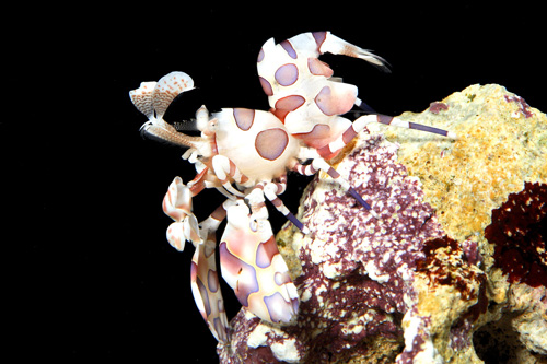 picture of Harlequin Shrimp                                                                                     Hymenocera picta
