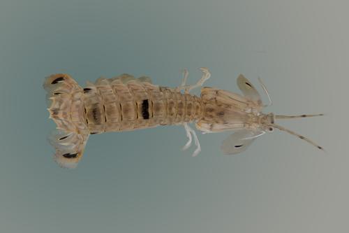 picture of Mantis Shrimp Lrg                                                                                    