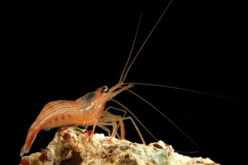 picture of Aiptasia Eating Peppermint Shrimp Lrg                                                                Lysmata wurdemanni