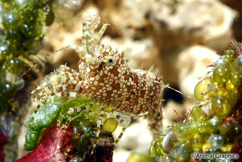 picture of Saron Shrimp Med                                                                                     Saron neglectus