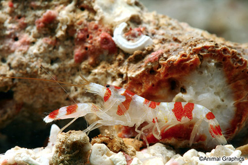 picture of Tiger Pistol Shrimp Sml                                                                              Alpheus bellus