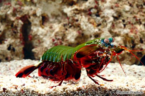 picture of Peacock Mantis Shrimp Med                                                                            Odontodactylus scyllarus