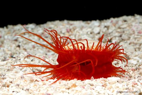 picture of Electric Flame Scallop Lrg                                                                           Lima scabra