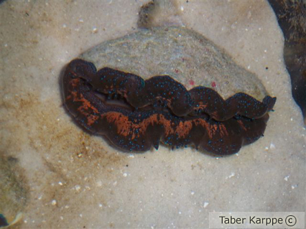 picture of Tridacna Crocea Clam Med                                                                             Tridacna crocea