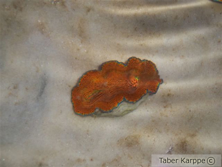 picture of Tridacna Derasa Clam Maricultured Sml                                                                Tridacna derasa
