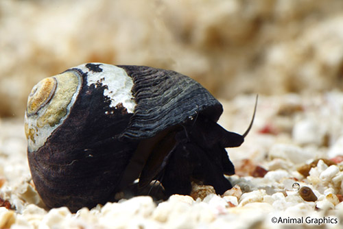 picture of Black Margarita Slime Eater Snail                                                                    Margarites pupillus