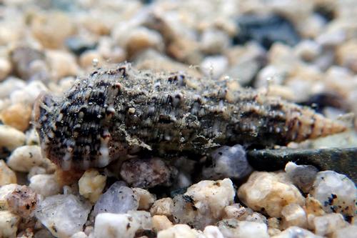 picture of Cerith Snail                                                                                         Cerithium sp.