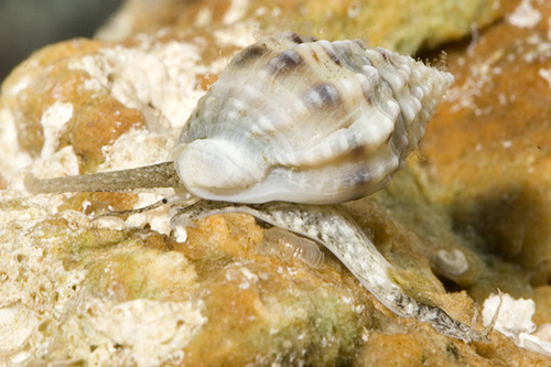 picture of Nassarius Snail Sml                                                                                  Nassarius sp.