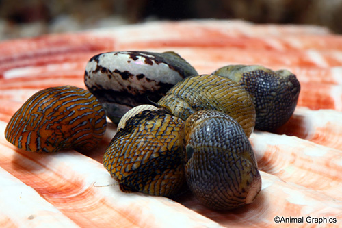 picture of Nerite Snail Med                                                                                     Nerita sp.