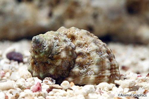 picture of Chestnut Snail Sml                                                                                   Monodonta sp.