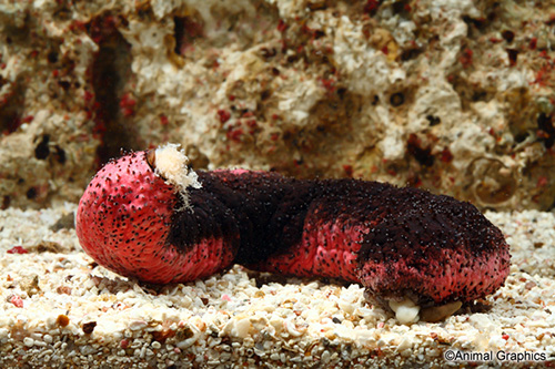 picture of Pink Hot Dog Sea Cucumber Med                                                                        Holothuria mexicana