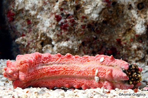 picture of Red Sea Cucumber Sml                                                                                 Colochirus sp.