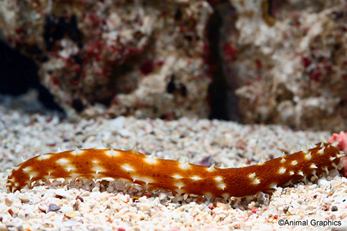 picture of Chocolate Chip Sea Cucumber Sml                                                                      Bahadschia sp.