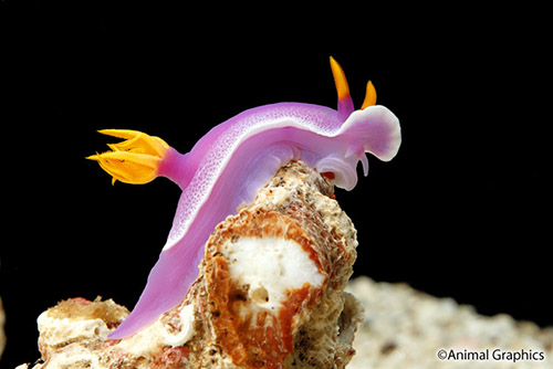picture of Purple Nudibranch Sml                                                                                Hypselodoris bullockii