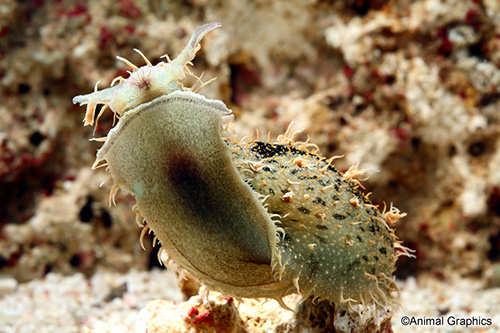 picture of Sea Hare Med                                                                                         Aplysia dactylomela