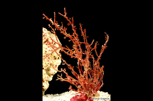 picture of Red Grape Algae Med                                                                                  Caulerpa sp.