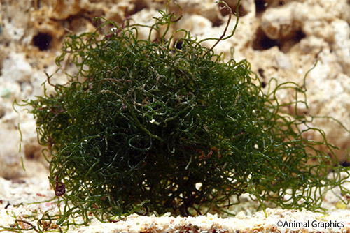 picture of Chaetomorpha Spaghetti  Algae Cultured Portion                                                       Chaetomorpha sp.