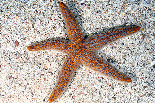 picture of Assorted Starfish Atlantic Med                                                                       Asterias rubens