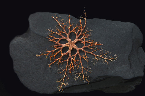 picture of Basket Starfish Med                                                                                  Gorgonocephalus eucnemis
