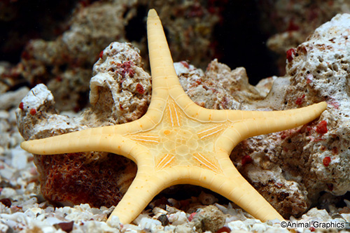 picture of Double Starfish Med                                                                                  Iconaster longimanus