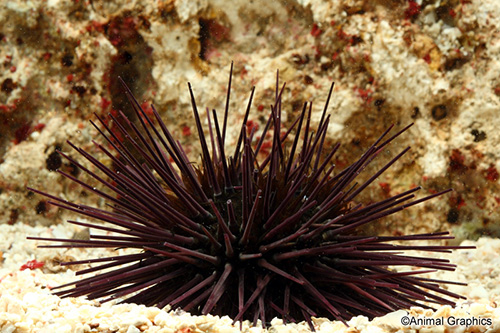 picture of Purple Spine Urchin Sml                                                                              Arbaica punctulata