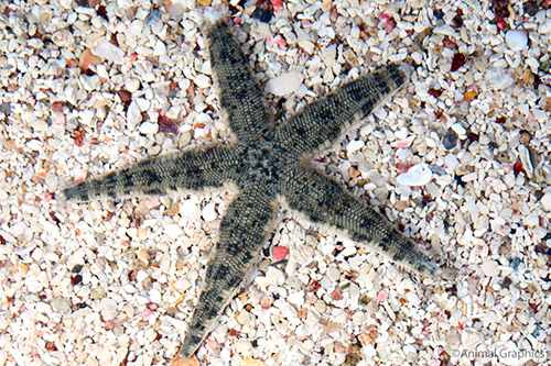 picture of Sand Starfish Lrg                                                                                    Luidia alternata